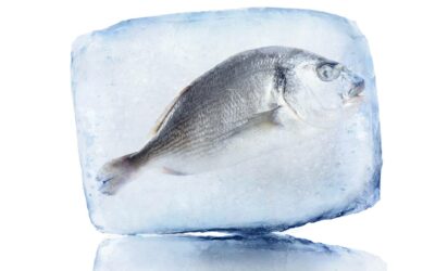 Trasporto carne e pesce: Guida e Consigli Utili